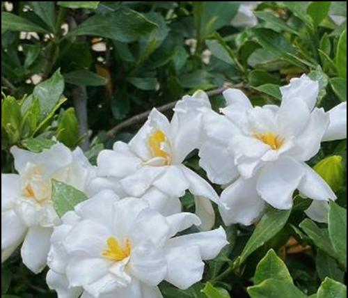 母亲节送栀子花代表什么？有什么特别含义吗？