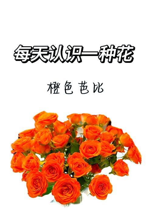 橙色的花代表什么寓意？它们各自有什么含义？