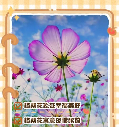 花的花语和祝福含义是什么？每种花的花语和祝福含义是什么？