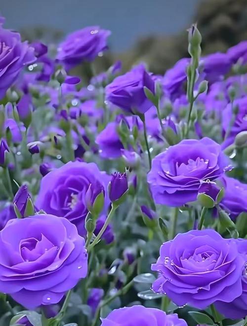 紫色洋桔梗的花语是什么？