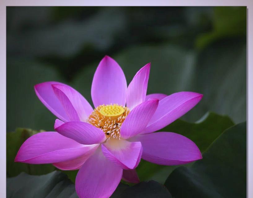 神话中的花代表什么？它们的寓意是什么？