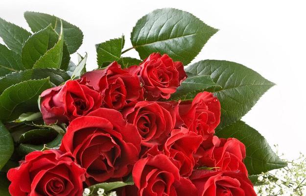 哪种花象征着信念坚定的爱情？花的寓意是什么？