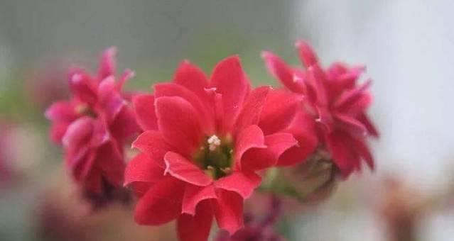 重阳节象征的花有哪些？