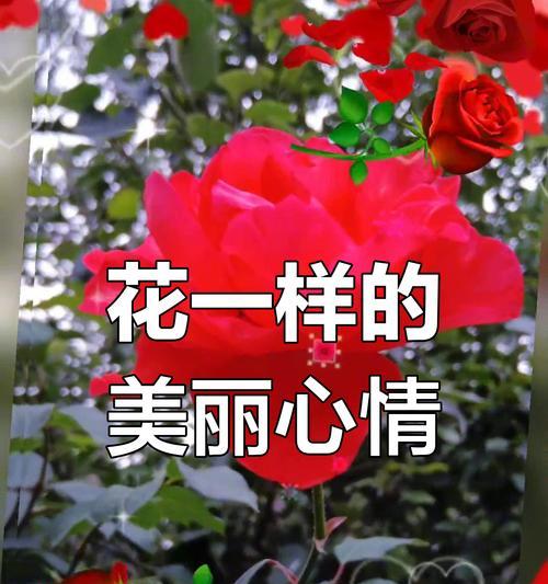 哪种花寓意开心快乐？如何用花表达快乐的情感？