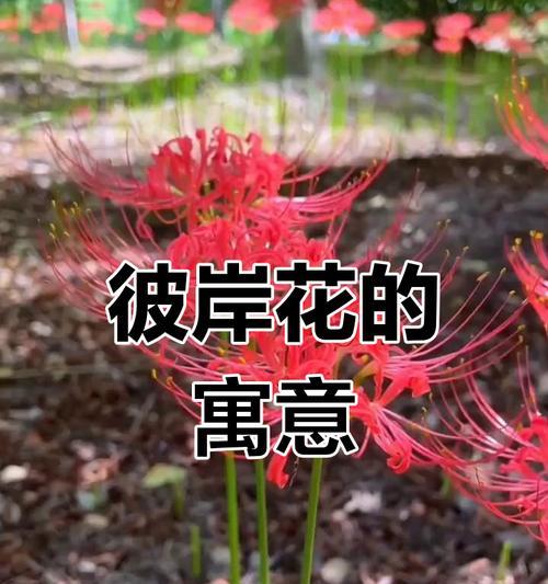 黄色的百合花什么寓意？了解黄色百合的花语和象征。324