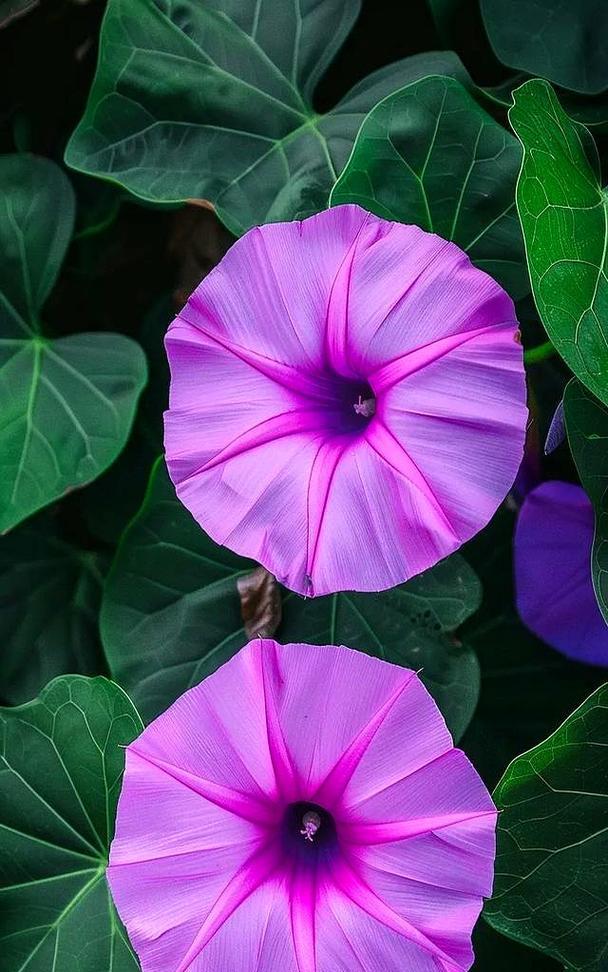 紫色牵牛花代表什么？牵牛花的象征意义是什么？