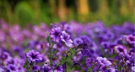 紫色牵牛花代表什么？牵牛花的象征意义是什么？
