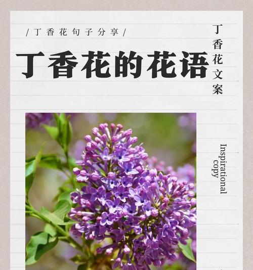 哪些花寓意爱情？它们的象征意义是什么？