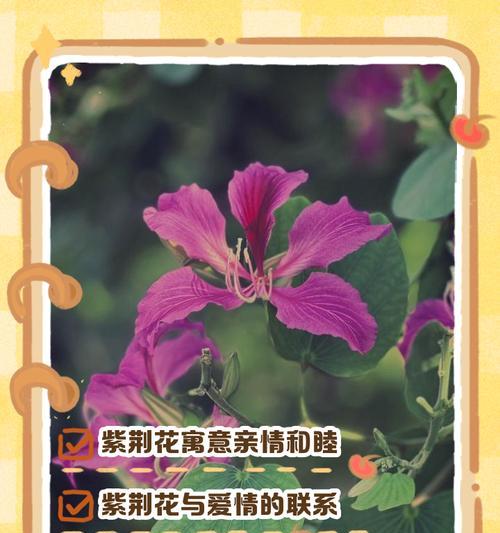 哪些花寓意爱情？它们的象征意义是什么？