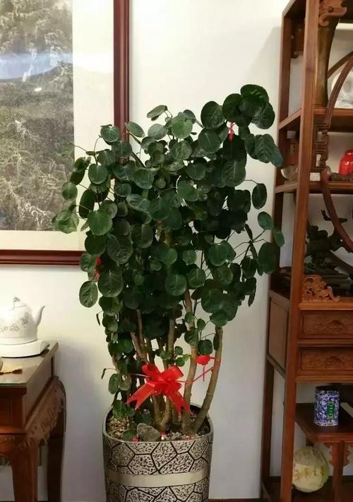 哪种花寓意好运和兴旺？