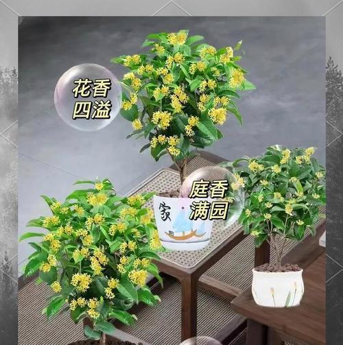 哪种花寓意好运和兴旺？