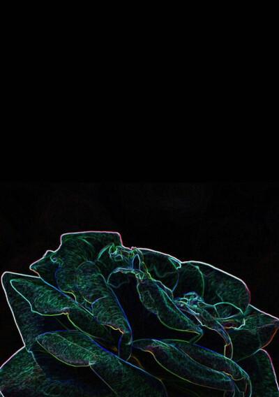 黑色挂绳搭配白色花块有何寓意？这种搭配的花语是什么？