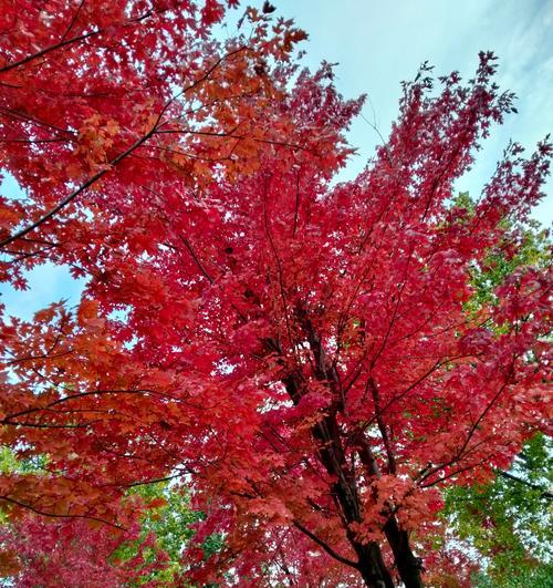 枫叶与花的爱情象征是什么？枫叶花语中的爱情含义？