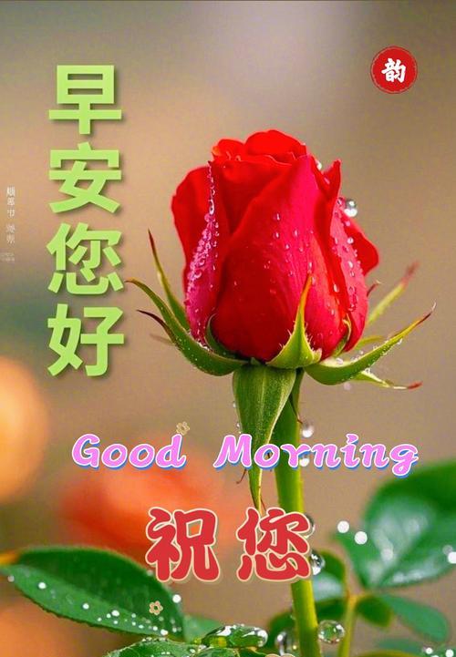 玫瑰花代表什么爱情？玫瑰花的爱情含义是什么？
