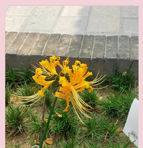 白色彼岸花的寓意是什么？彼岸花有哪些颜色及其含义？