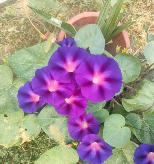 牵牛花紫色有何特别含义？它象征着什么？