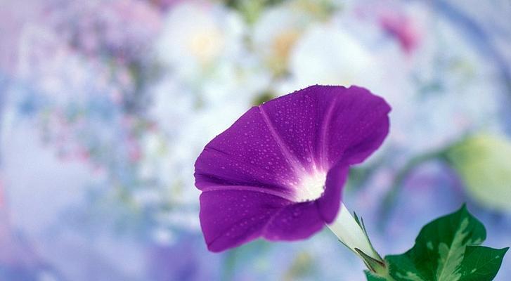 牵牛花紫色有何特别含义？它象征着什么？