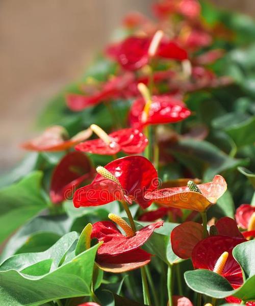 红色花和绿色花的象征意义是什么？花的颜色寓意有何不同？