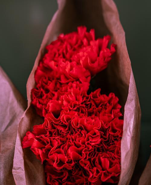 红色太阳花的花语及其寓意是什么？