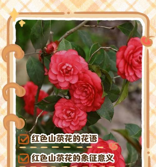 红色太阳花的花语及其寓意是什么？