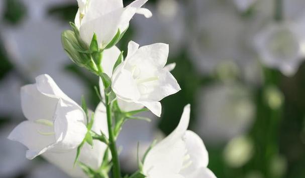 白色桔梗花的花语是什么？桔梗花的寓意有哪些？