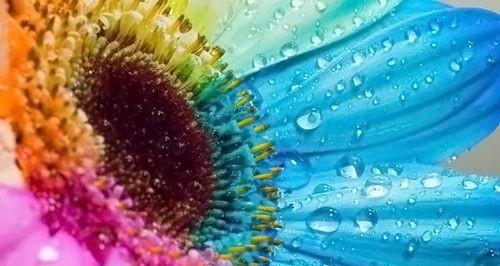 七色彩虹的花代表什么？彩虹花有哪些特别的寓意？