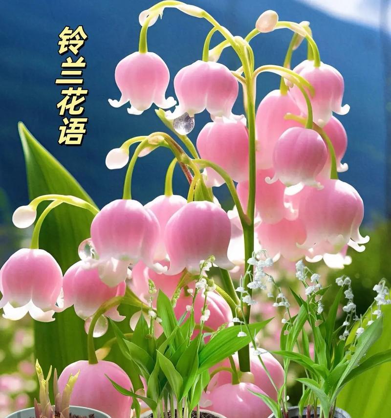 哪些花象征着幸福和吉祥？它们的花语是什么？