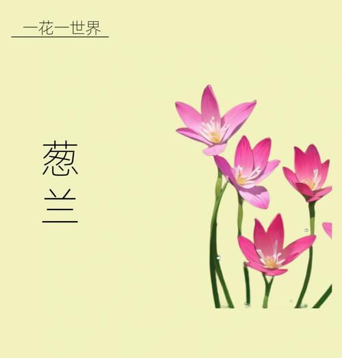 哪些花象征着幸福和吉祥？它们的花语是什么？