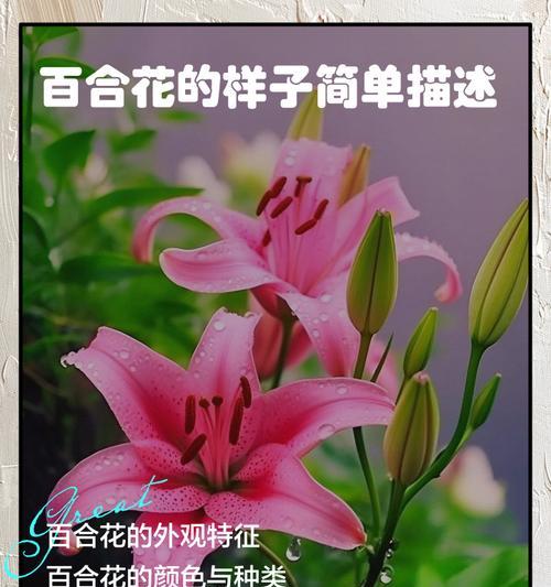 粉红色花代表什么情感？送粉红色花的深层含义是什么？