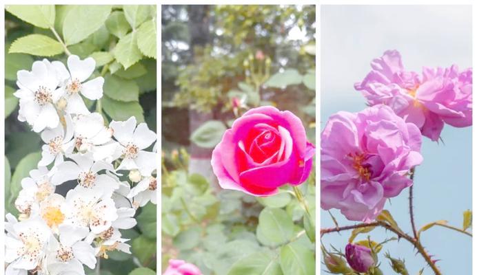 七朵黄色的花代表什么寓意？送七朵黄色的花有何含义？