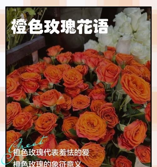 橙色与红色花朵搭配有何特别寓意？