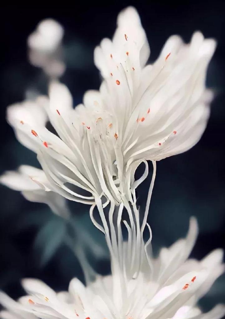 白色花在心中代表什么？它们的寓意是什么？