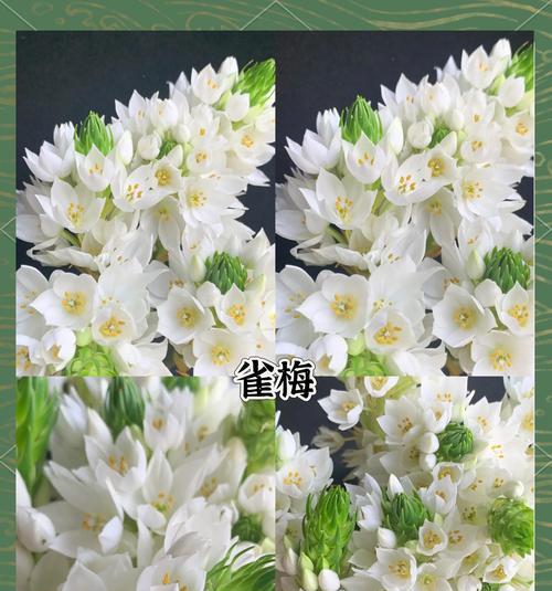 白色花在心中代表什么？它们的寓意是什么？