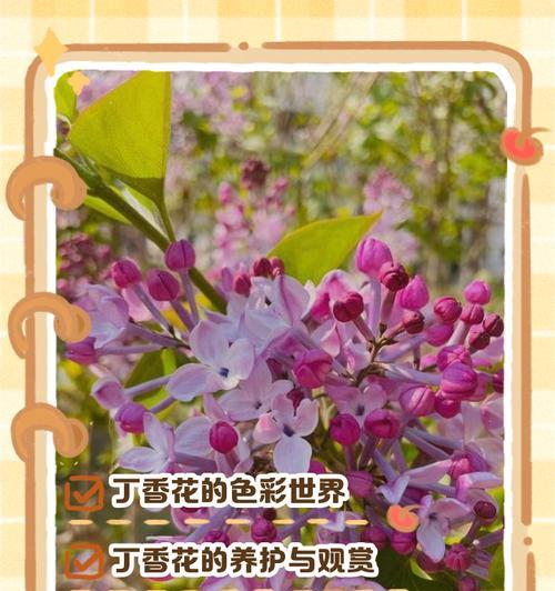花的颜色会影响其寓意吗？不同颜色的花各自代表什么？