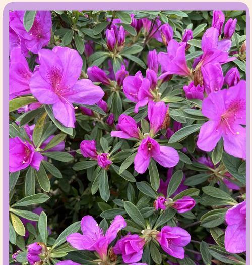 花的颜色会影响其寓意吗？不同颜色的花各自代表什么？