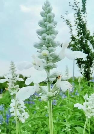 哪种花象征理性爱情？理性爱情的花语是什么？