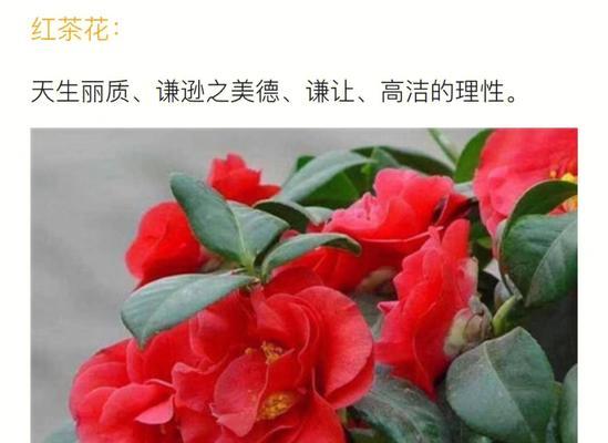 哪种花象征理性爱情？理性爱情的花语是什么？