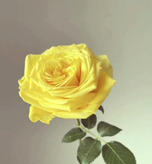 哪种花象征理性爱情？理性爱情的花语是什么？