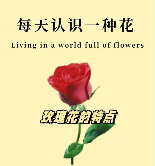 一朵粉色玫瑰花的寓意是什么？粉色玫瑰代表什么？