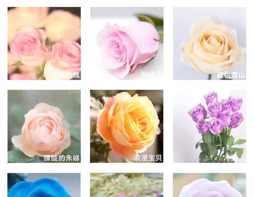 一朵粉色玫瑰花的寓意是什么？粉色玫瑰代表什么？