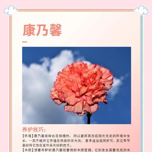 康乃馨和长寿花的含义是什么？送这两种花代表什么？