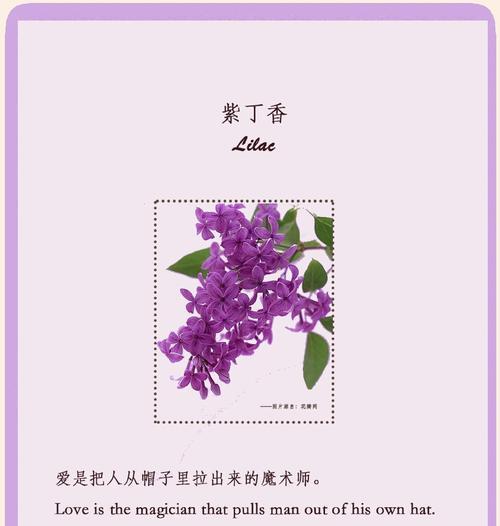 十种花各自的文化象征意义是什么？