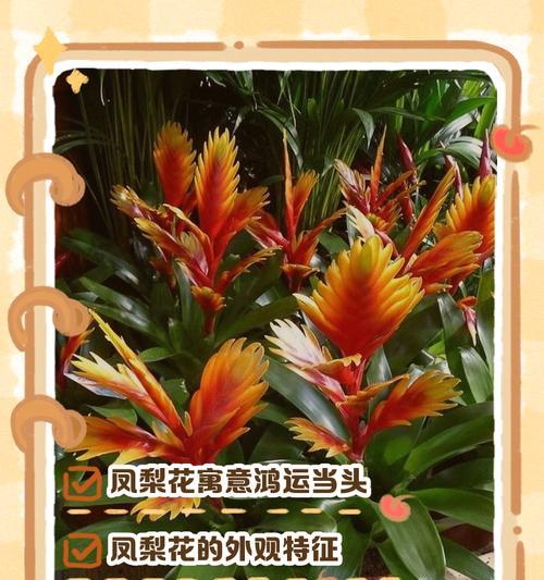 十种花各自的文化象征意义是什么？
