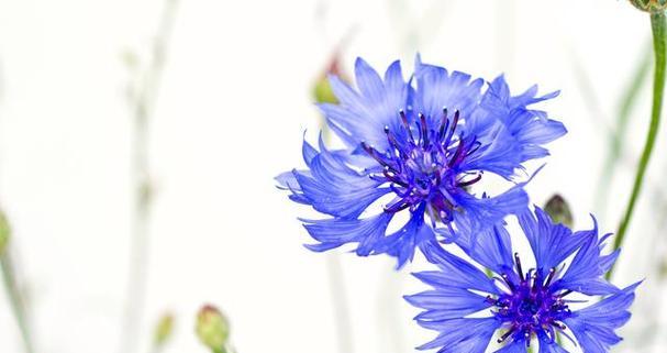 蓝色年花的象征意义是什么？蓝色年花代表什么？