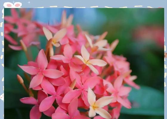 端午节象征的花有哪些？它们的寓意是什么？