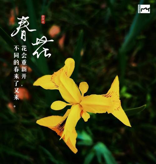 端午节象征的花有哪些？它们的寓意是什么？