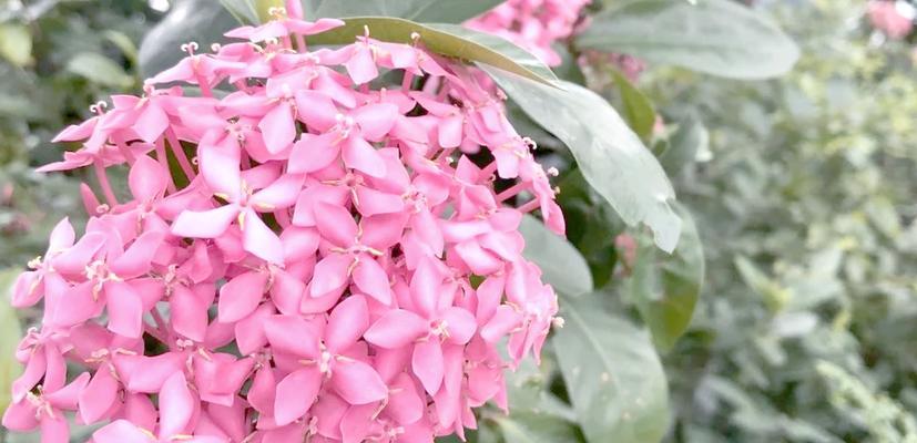 端午节象征的花有哪些？它们的寓意是什么？