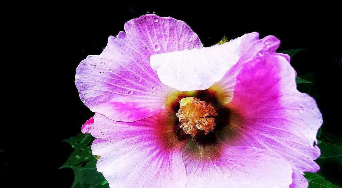 粉色芙蓉花的花语和寓意是什么？