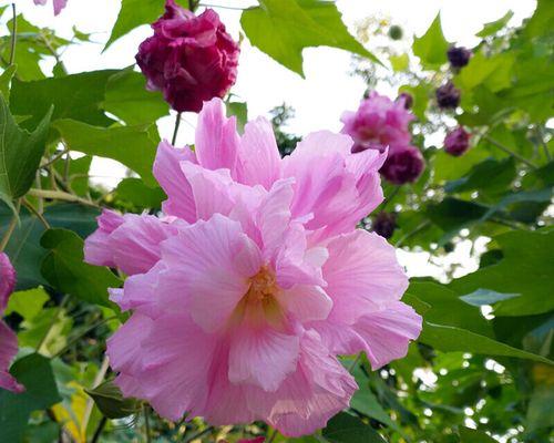 粉色芙蓉花的花语和寓意是什么？