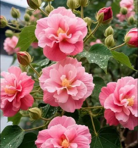 粉色芙蓉花的花语和寓意是什么？